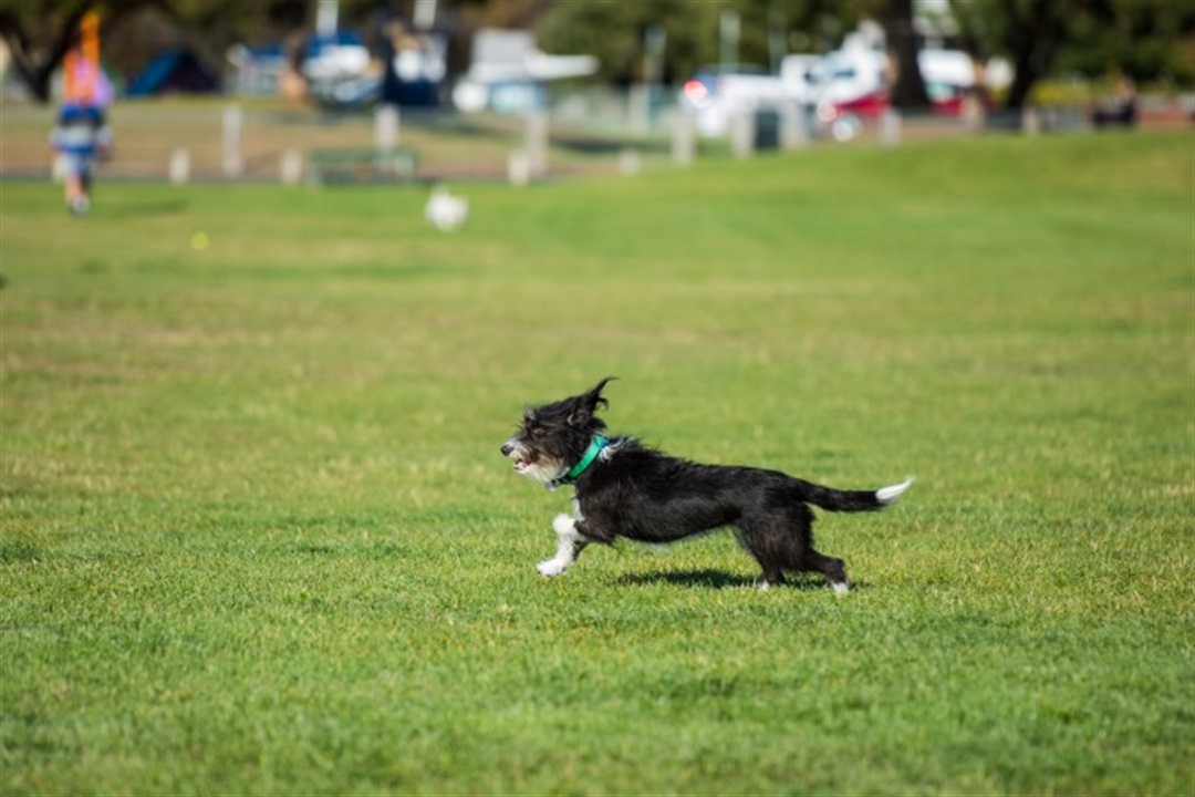 are dogs allowed at cable bay