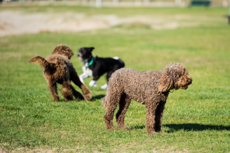 water hill kennel