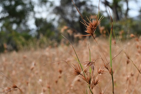 Preview-Grasslands-Queens-Domain.jpg