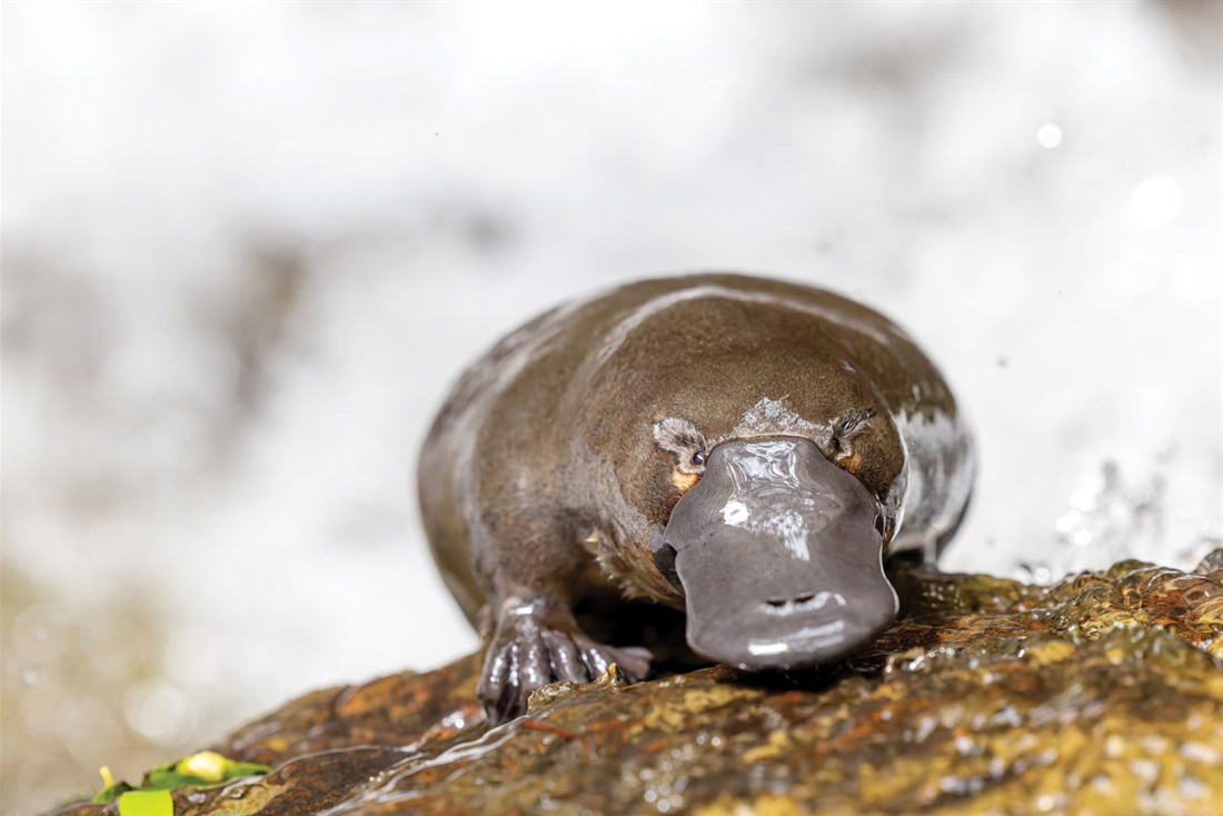 Platypus on the Hobart Rivulet