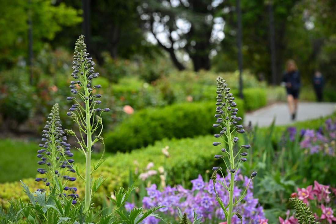 University Rose Gardens