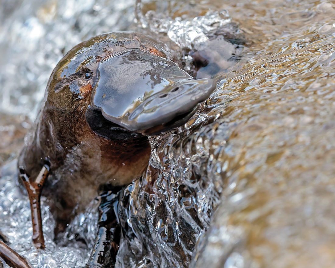 A platypus Photo: @hobartrivuletplatypus