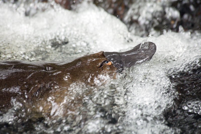 Platypus (photo: Michael Roberts)