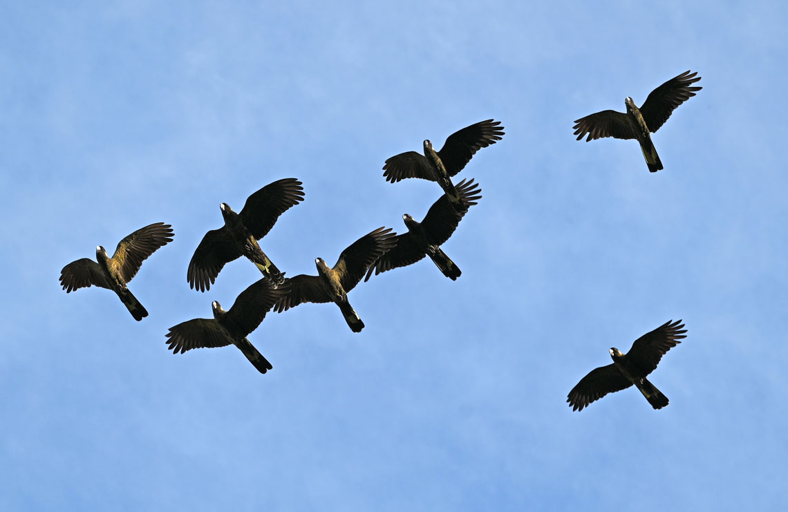 Yellow-tailed-black-cockatoos-Hobart.jpg
