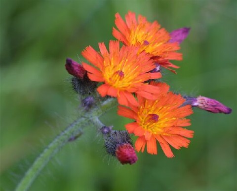 Orange hawkweed control program - City of Hobart, Tasmania Australia