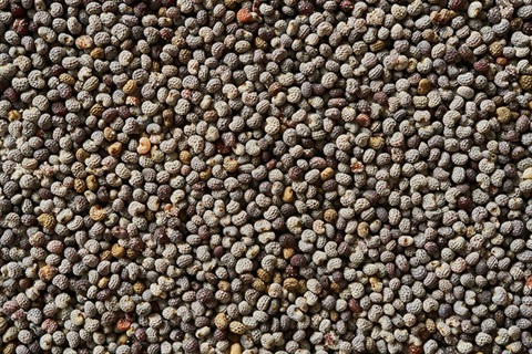 Poppy seeds