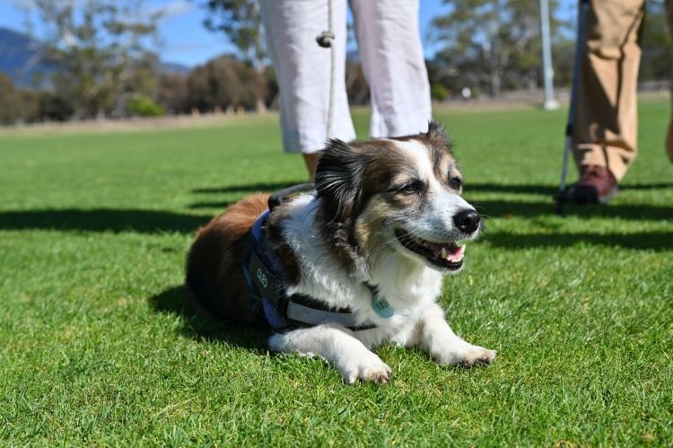 Open Spaces-Cleo loving the sun and the grass-from Howrah (socials).jpg